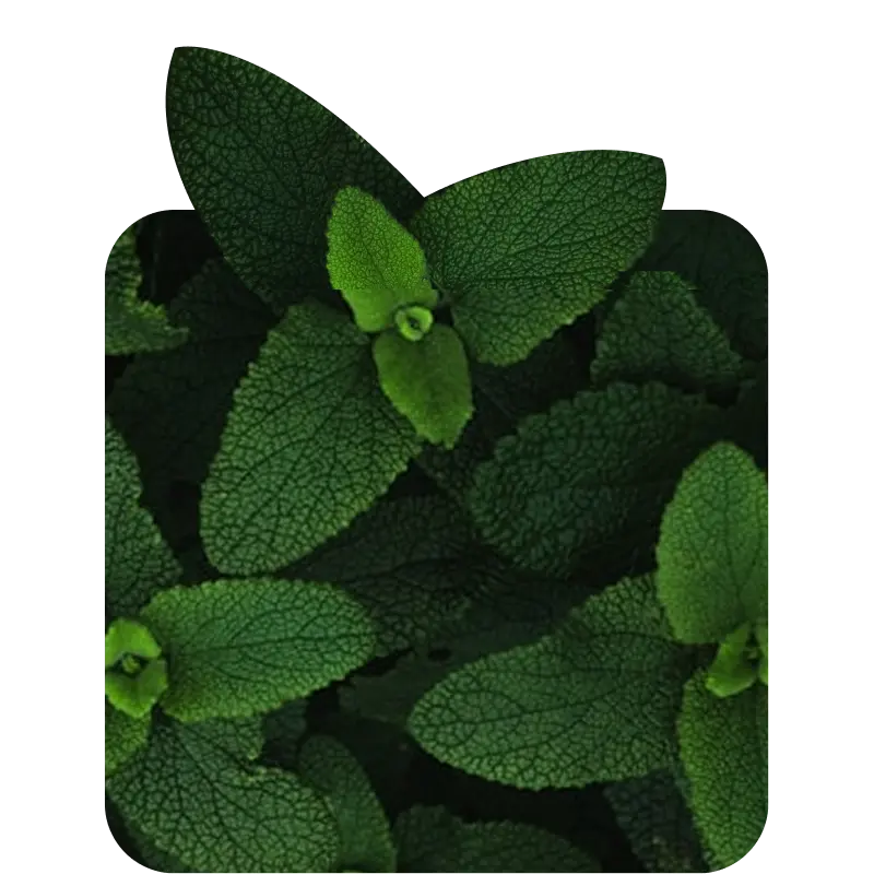 Green : Shop By Notes for coral perfume