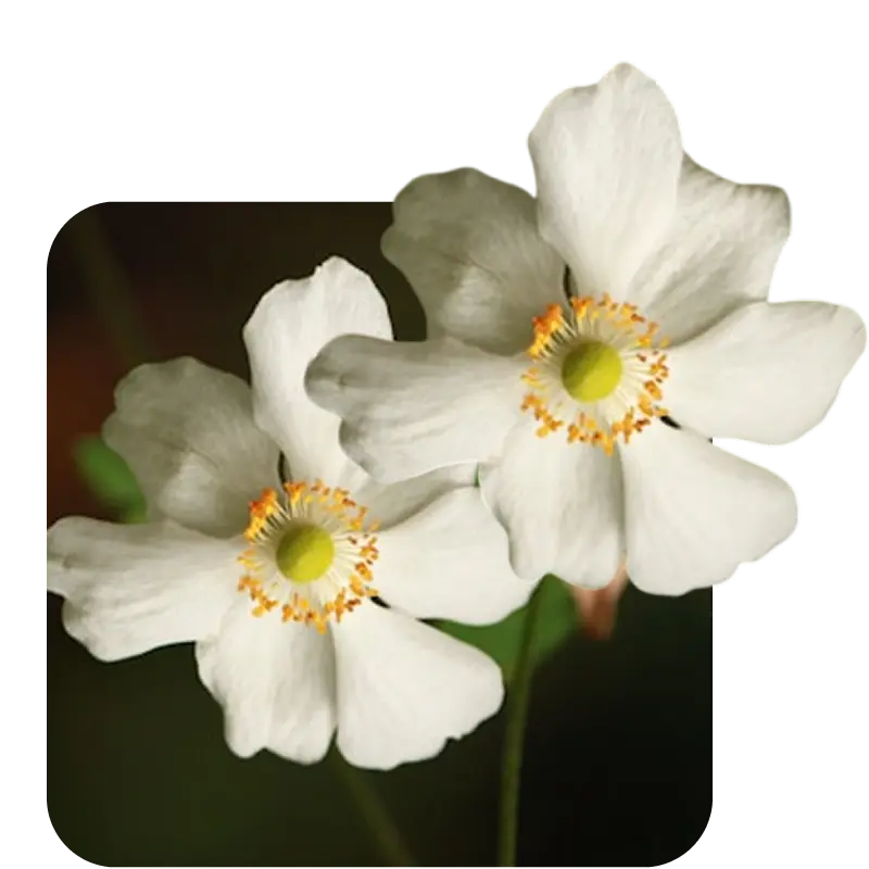 White Floral | Coral perfume Shop By Notes